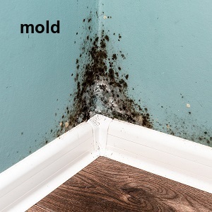 what is mold