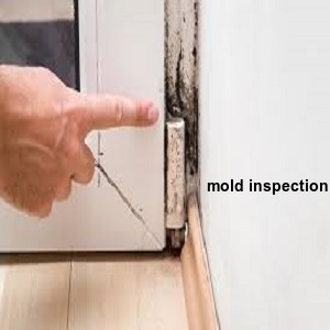 mold inspection